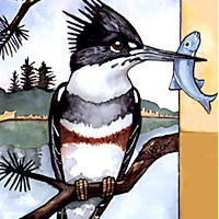 Belted Kingfisher 