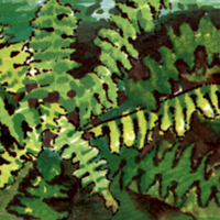 Fern