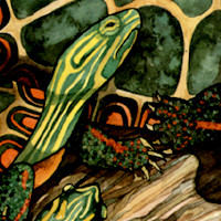 Painted Turtle