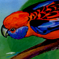 Crimson Rosella