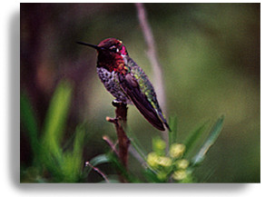 Costa's Hummingbird